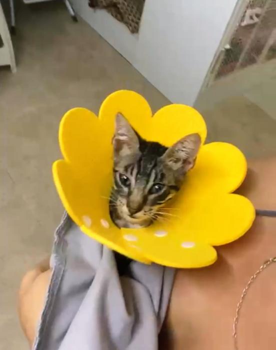 Pompom