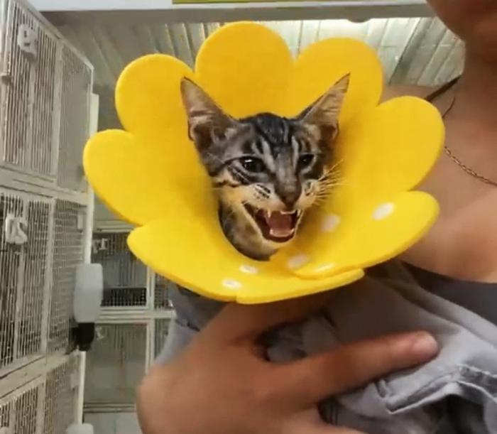 Pompom