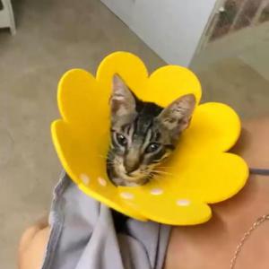 Pompom