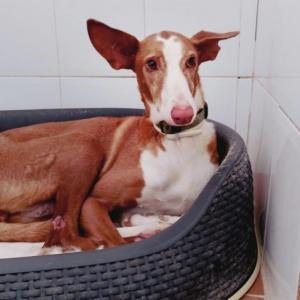 Pili