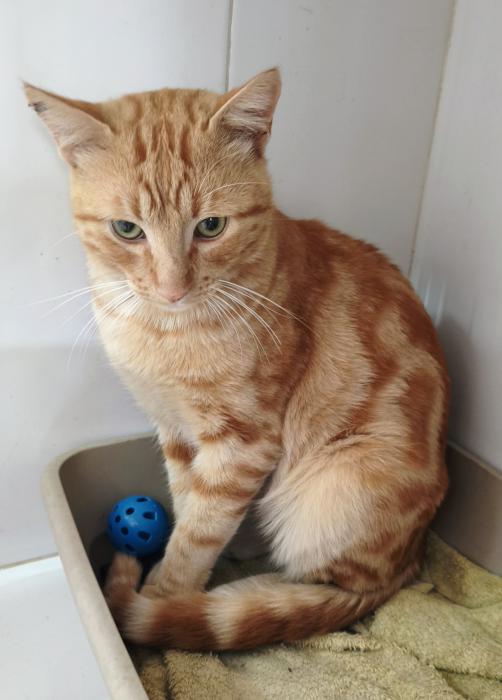 Garfield