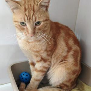 Garfield